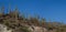 Forest of Saguaro Cacti on a Ridgeline