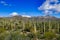 Forest of saguaros in Saguaro National Park in the Sonoran Desert, Arizona, USA