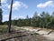 Forest sandy road along a young pine forest