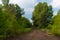 Forest-sandy road after the rain