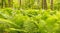 Forest scene of ferns, tree trunks and flowers in Spring