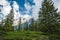 Forest scene with fir treese Alps mountains in background, Gosau region, Austria