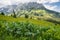 Forest scene with fir treese Alps mountains in background, Gosau region, Austria