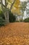 forest scene with the ground carpeted with autumn leaves