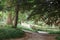 Forest Scene With Hornbeamleaf Tree Foreground, Wooden Bench and Fence