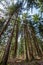 Forest scene in the Spring low angle pine trees