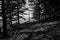 Forest scenery: Death tree surrounded by tall Pine Trees / Black and White / BW / Monochrome shot