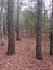 Forest scenery in the eastern United States