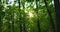 Forest scenery green foliage lush trees leaves