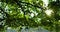 Forest scenery green foliage tree branch leaves