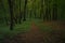 Forest scenic view trail under foliage shadow wood land landscape environment space photography