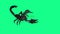 Forest scorpion in an aggressive posture on green background