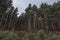 Forest of Scots pine tree, Pinus sylvestris