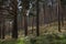Forest of Scots pine tree, Pinus sylvestris
