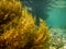 Forest of Seaweed, Seaweed Underwater, Seaweed Shallow Water near surface