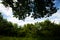 Forest seen from below Form a Mesmerizing Forest Tapestry