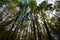 Forest seen from below Form a Mesmerizing Forest Tapestry