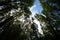 Forest seen from below Form a Mesmerizing Forest Tapestry