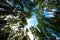 Forest seen from below Form a Mesmerizing Forest Tapestry