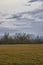 forest seperating golden fields and overcast sky