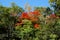 Forest in Shiretoko in Autumn, Hokkaido, Japan