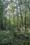 Forest of the Sierra de Gata, Caceres, Spain