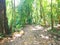 Forest in Sirena trail  . Corcovado National park