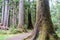 A forest of sitka spruce or Picea sitchensis, along the beautiful golden spruce trail in Haida Gwaii, British Columbia, Canada
