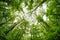 Forest sky wide angle tree,  foliage