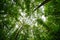 Forest sky wide angle tree,  wood