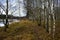 Forest slender alleys birch grove on the river bank. Green grass. A path