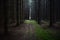 Forest slender alleys of coniferous trees and firs. Bright green moss. Foggy morning