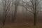 Forest in slope near Chomutovka river near Chomutov town in winter morning