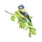 Forest small bird on a birch tree branch. Watercolor illustration. Blue-tit bird perched on a spring lush tree branch