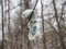 In the forest, a small lost knitted children`s mitten hangs on a branch . Lost items