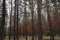 forest and smooth logs of pine trees, between which the path passes