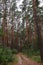 Forest and smooth logs of pine trees, between which the path passes