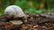 Forest snail creeping on a tree in the forest