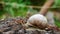 Forest snail creeping on a tree in the forest