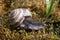 Forest snail creeps on young forest moss.