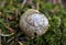 Forest snail shell