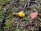 forest snail with a yellow shell found in the forest