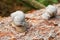 Forest snails. Two snails on the bark of a tree