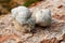 Forest snails. Two snails released bubbles on the tree bark