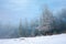 Forest on a snow covered slope. trees in hoarfrost