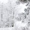 Forest in the snow. Picturesque and gorgeous wintry scene