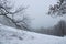 A forest with snow in wintertime