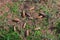 Forest soil texture background. The ground in a forest with pine cones, moss, grass, pine needles, autumn leaves