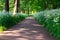 Forest soil track. a lot of greenery.