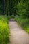 Forest soil track. a lot of greenery.